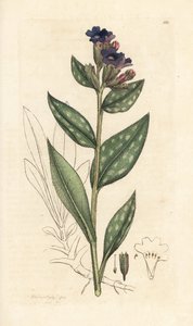 Lungenkraut, Pulmonaria officinalis. Handkolorierter Kupferstich nach einer Illustration von James Sowerby aus James Smiths English Botany, London von James Sowerby