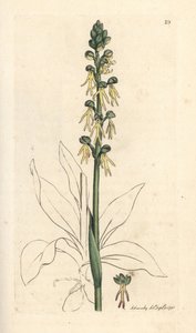 Männliche Orchidee, Orchis anthropophora. Handkolorierter Kupferstich nach einer Illustration von James Sowerby aus James Smiths English Botany, London von James Sowerby