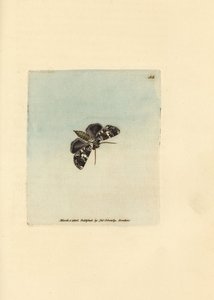Marmorierte Krönungsmotte, Hadena confusa. Handkolorierter Kupferstich von James Sowerby aus The British Miscellany, or Coloured figures of new, rare, or little known animal subjects von James Sowerby