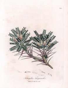 Marseille-Astragalus oder Mutterkissen - Ziegenhorn-Tragant, Astragalus tragacantha. Handkolorierte Kupferstich-Illustration von James Sowerby aus William Woodville und Sir William Jackson Hookers „Medical Botany“, John Bohn, London