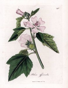 Eibisch, Althaea officinalis von James Sowerby