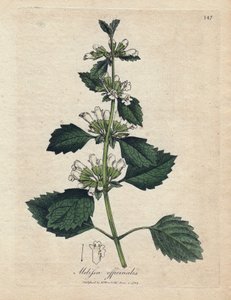 Zitronenmelisse (Melissa officinalis)