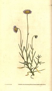 Mignonette-Aster - Felicia tenella. Handkolorierter Kupferstich und botanische Illustration von James Sowerby aus William Curtis