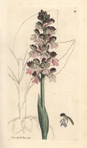 Militärische Orchis, Orchis militaris von James Sowerby