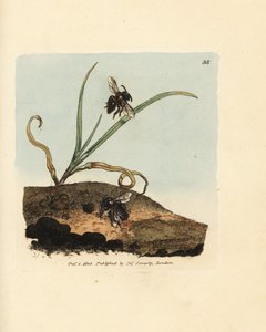 Sandbiene, Andrena nigroaenea