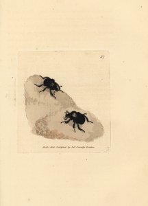 Minotaurenkäfer, Typhaeus typhoeus (Scarabaeus pumilus). Handkolorierte Kupferstichgravur von James Sowerby aus The British Miscellany, oder Coloured figures of new, rare, or little known animal subjects.