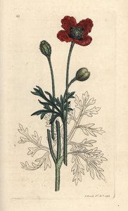 Bastard-Mohn, Papaver hybridum