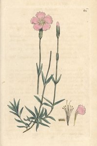 Berg-Nelke, Dianthus caesius. Handkolorierter Kupferstich nach einer Illustration von James Sowerby aus James Smiths English Botany, London von James Sowerby