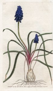 Muscari ein Bündel oder Muscari neglige