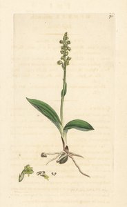 Mücken-Händelwurz, Herminium monorchis von James Sowerby