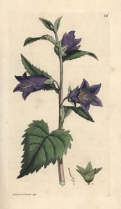 Nesselblättrige Glockenblume, Campanula trachelium