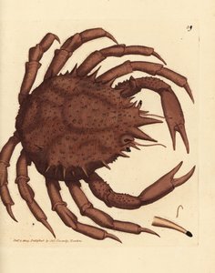 Norwegischer Königskrabbe oder nördlicher Stein-Krabbe, Lithodes maja. Handkolorierter Kupferstich von James Sowerby aus The British Miscellany, oder Coloured figures of new, rare, or little known animal subjects.