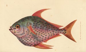 Opah, Lampris guttatus (Zeus opah). Handkolorierter Kupferstich von James Sowerby aus The British Miscellany, oder Coloured figures of new, rare, or little known animal subjects. von James Sowerby