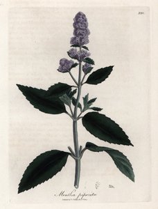 Pfefferminze. Handkolorierte Kupferstichgravur nach einer Zeichnung von James Sowerby (1757-1822) in Botanique Medicinale