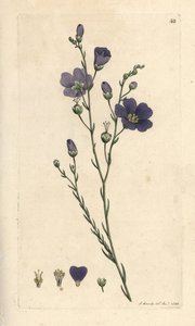 Ausdauernder Lein, Linum perenne. Handkolorierter Kupferstich nach einer Illustration von James Sowerby aus James Smiths English Botany, London