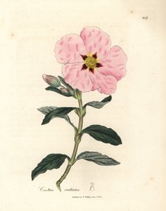 Rosa blühender kretischer Zistrose, Cistus creticus von James Sowerby