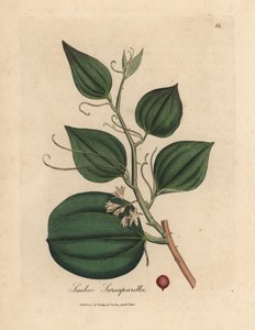 Rosa blühende und Beere der Sarsaparilla-Smilax, Smilax sarsaparilla