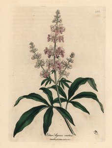 Rosa blühender Keuschbaum, Vitex agnus castus