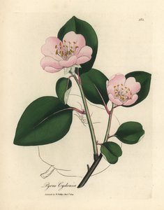 Rosa blühender Quittenbaum, Pyrus cydonia von James Sowerby