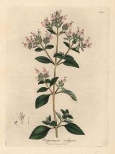 Rosa blühender Wilder Majoran, Origanum vulgare