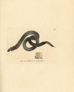 Borstenwurm, Phyllodoce lamelligera (Nereis lamelligera). Handkolorierte Kupferstichgravur von James Sowerby aus The British Miscellany, oder Coloured figures of new, rare, or little known animal subjects. von James Sowerby