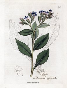 Lungenkraut, Pulmonia officinalis. Handkolorierter Kupferstich aus einer botanischen Illustration von James Sowerby aus William Woodville und Sir William Jackson Hooker
