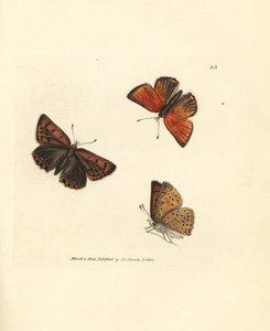 Kupferfarbener Feuerfalter, Lycaena hippothoe. Handkolorierte Kupferstichgravur von James Sowerby aus The British Miscellany, or Coloured figures of new, rare, or little known animal subjects von James Sowerby