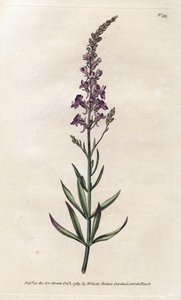 Purpur-Linar - Lithographie von James Sowerby, aus William Curtis