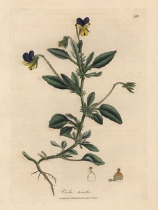 Purpur- und gelbe Stiefmütterchen, Viola tricolor von James Sowerby