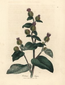 Lila blühende Klette, Arctium lappa