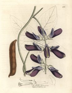 Purpurblühende Kuhbohne, Dolichos pruriens von James Sowerby