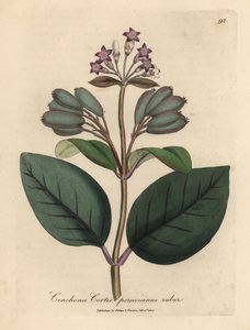 Purpurblühender roter peruanischer Rindenbaum, Cinchona cortex peruvianus ruber