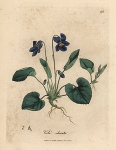 Purpurblühendes Duftveilchen, Viola odorata von James Sowerby