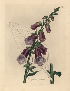 Purpur-Fingerhut, Digitalis purpurea von James Sowerby