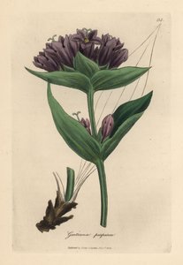Purpurroter Enzian, Gentiana purpurea