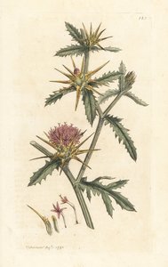Purpur-Distel, Centaurea calcitrapa