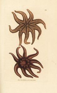 Purpur-Sonnenstern, Solaster endeca (Neunstrahliger Seestern, Asterias endeca). Handkolorierter Kupferstich von James Sowerby aus The British Miscellany, oder Coloured figures of new, rare, or little known animal subjects. von James Sowerby