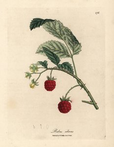Himbeerstrauch mit reifen Früchten und gelben Blüten, Rubus idaeus
