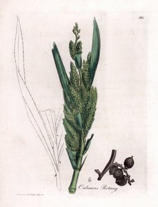 Rattanpalme, Calamus rotang