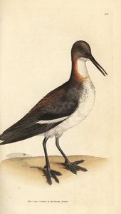 Odinshühnchen, Phalaropus lobatus