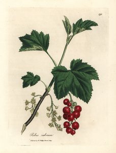 Rote Johannisbeere, Ribes rubrum