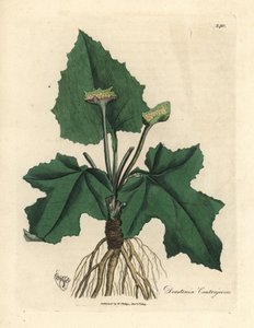 Wurzeln, Rhizom, Blätter und Blüte der Contrayerva, Dorstenia contrajerva