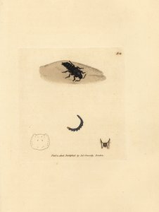 Kurzflügelkäfer, Velleius dilatatus (Gezähnter Staphylinus, Staphylinus concolor). Handkolorierte Kupferstichgravur von James Sowerby aus The British Miscellany, oder Coloured figures of new, rare, or little known animal subjects.