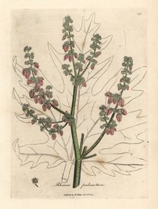 Rhabarberblüten und -stängel, Blattumriss, Rheum palmatum von James Sowerby