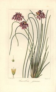 Binsenlilie, Sowerbaea juncea, heimisch in Australien. Benannt nach dem botanischen Künstler James Sowerby. Handkolorierter Punktstich auf Kupfer von Barrois nach einer botanischen Illustration von Pancrace Bessa aus Mordant de Launays Herbier General de l