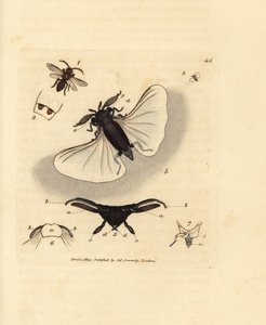 Sandbienenparasit, Stylops melittae. Handkolorierter Kupferstich von James Sowerby aus The British Miscellany, oder Coloured figures of new, rare, or little known animal subjects.