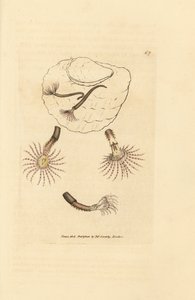 Sandwurm mit purpurroten Fühlern, Amphitrite rosea. Handkolorierter Kupferstich von James Sowerby aus The British Miscellany, or Coloured figures of new, rare, or little known animal subjects von James Sowerby
