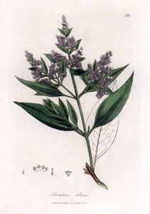 Sandelholz, Santalum album