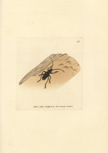 Sarosesthes fulminans Käfer (Cerambyx fulminans). Handkolorierter Kupferstich von James Sowerby aus The British Miscellany, oder Coloured figures of new, rare, or little known animal subjects.