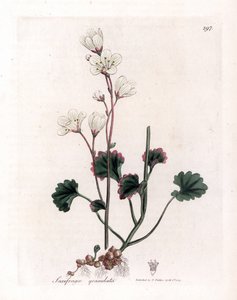 Saxifrage granulee oder Bulbbles - Weiße Saxifrage, Saxifraga granulata. Handkolorierte Kupferstichgravur von James Sowerby aus William Woodville und Sir William Jackson Hooker